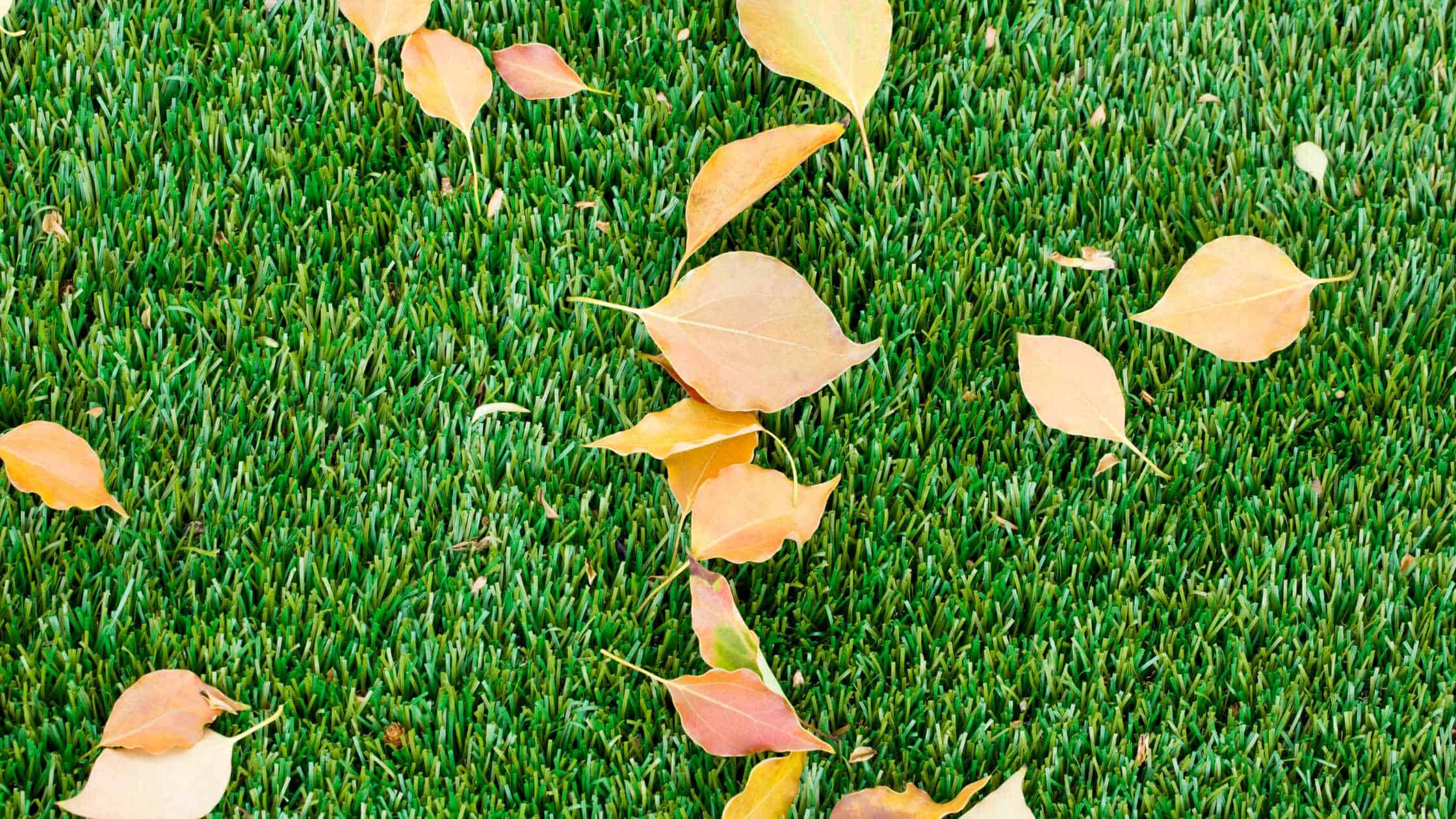 leaves on synthetic grass