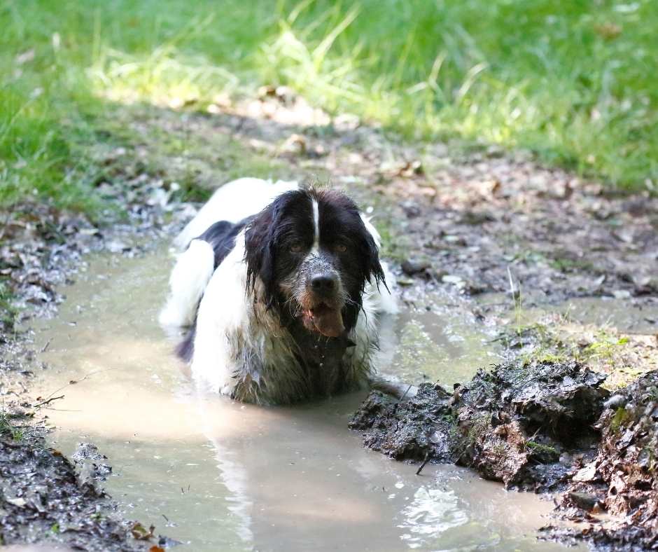 Dog in a muddy puddle